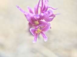 Image of Mt. Hamilton jewelflower