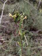 Image of Nothobartsia