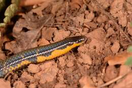 Image of Bombay Earth Snake