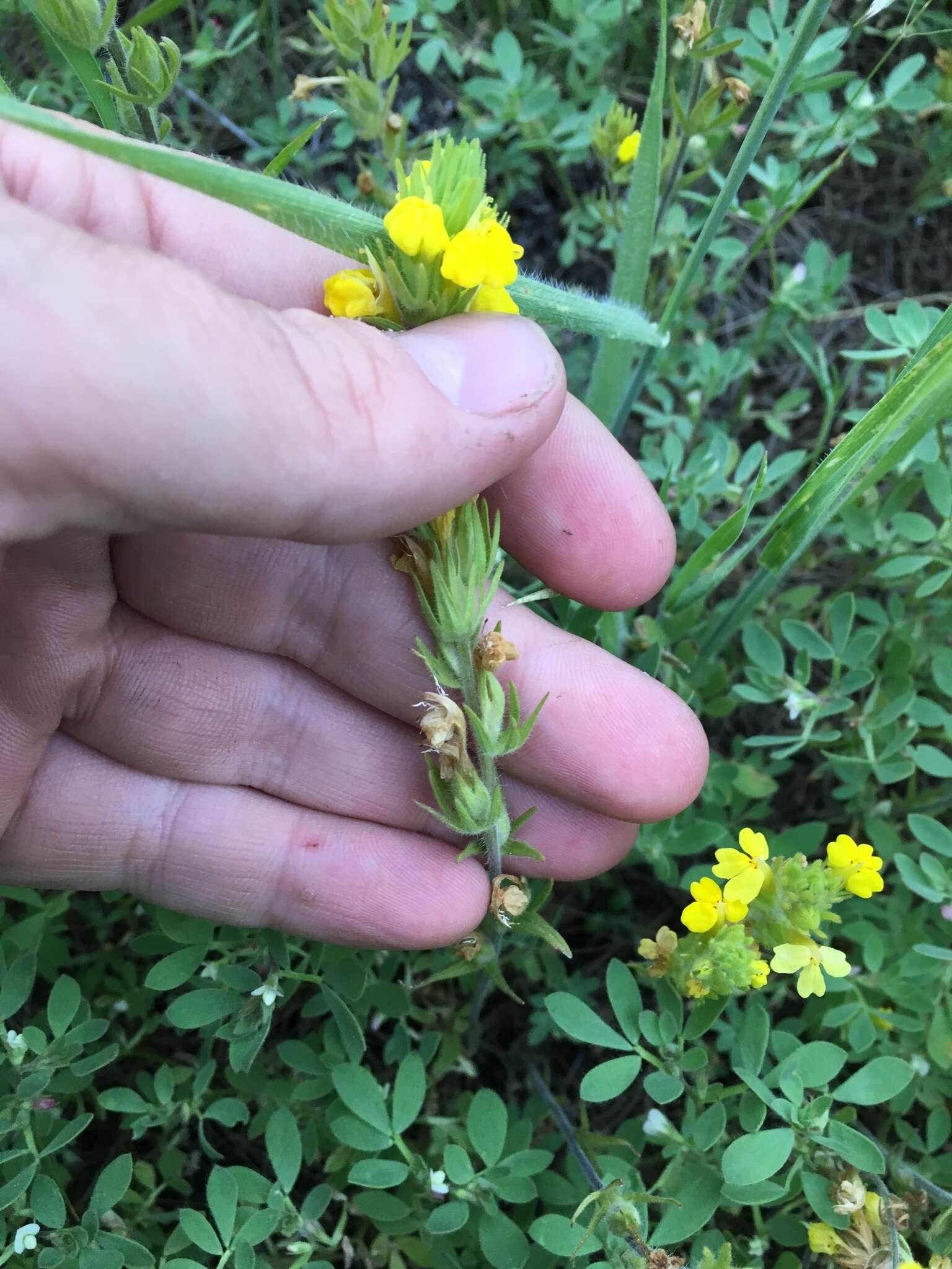 Image of cutleaf Indian paintbrush