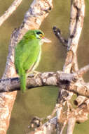 Image of Moustached Barbet