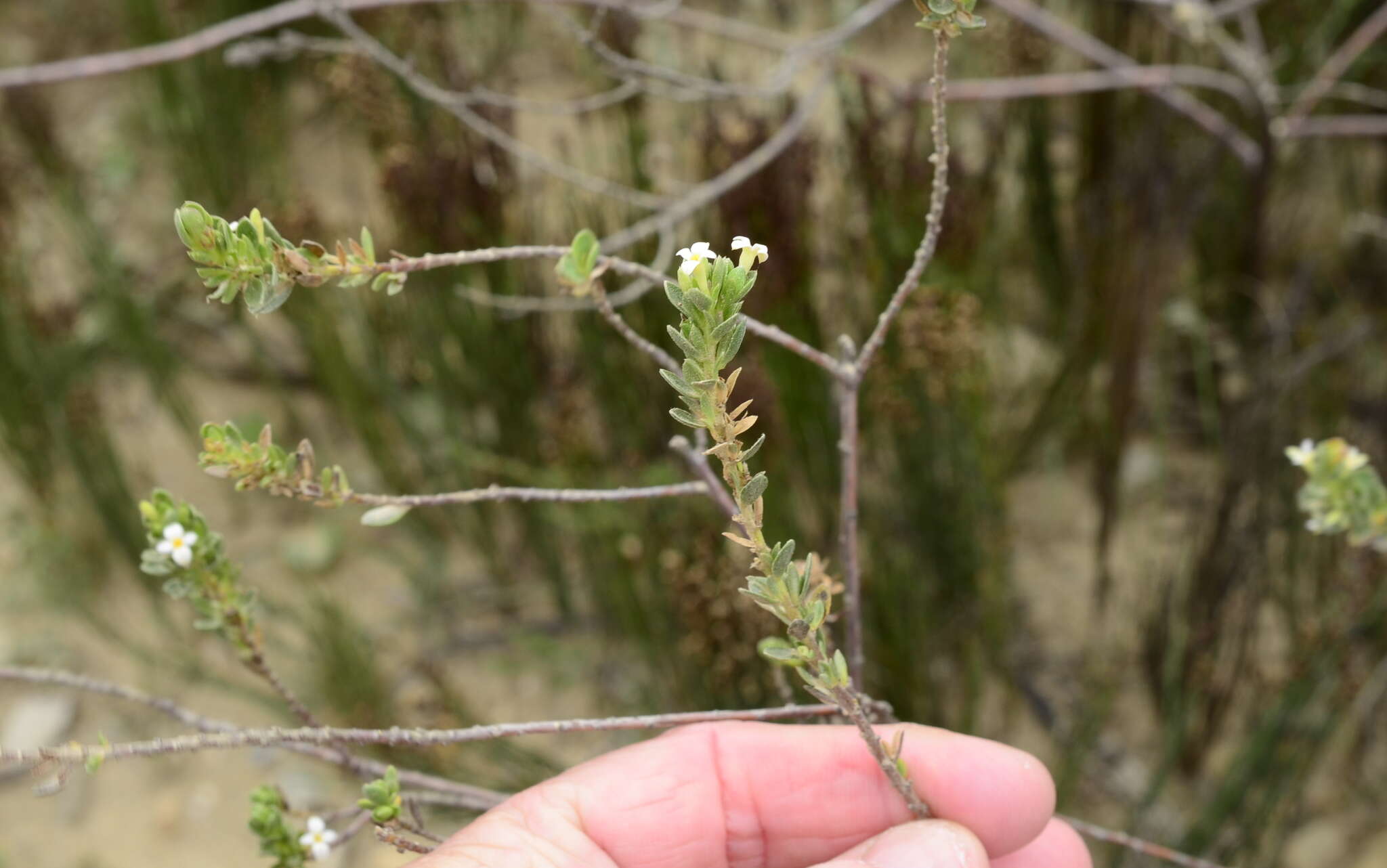 Image of Gnidia spicata (L. fil.) Gilg