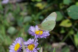 Image of Scudder's Sulphur