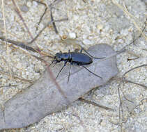 Image of Autumn Tiger Beetle