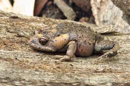 Image of Tyler’s Toadlet