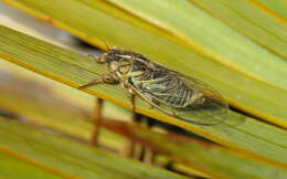 Image of tussock cicada