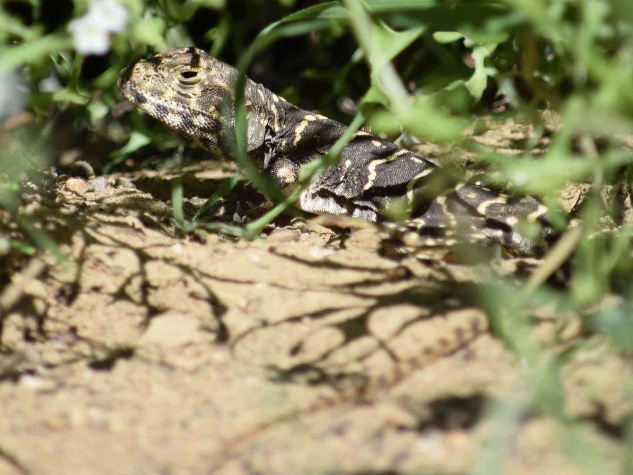 Image of Bluntnose Leopard Lizard