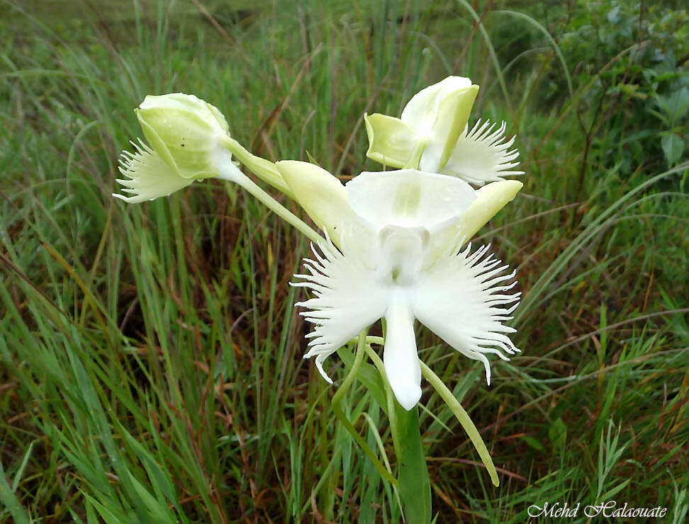 Pecteilis susannae (L.) Raf.的圖片