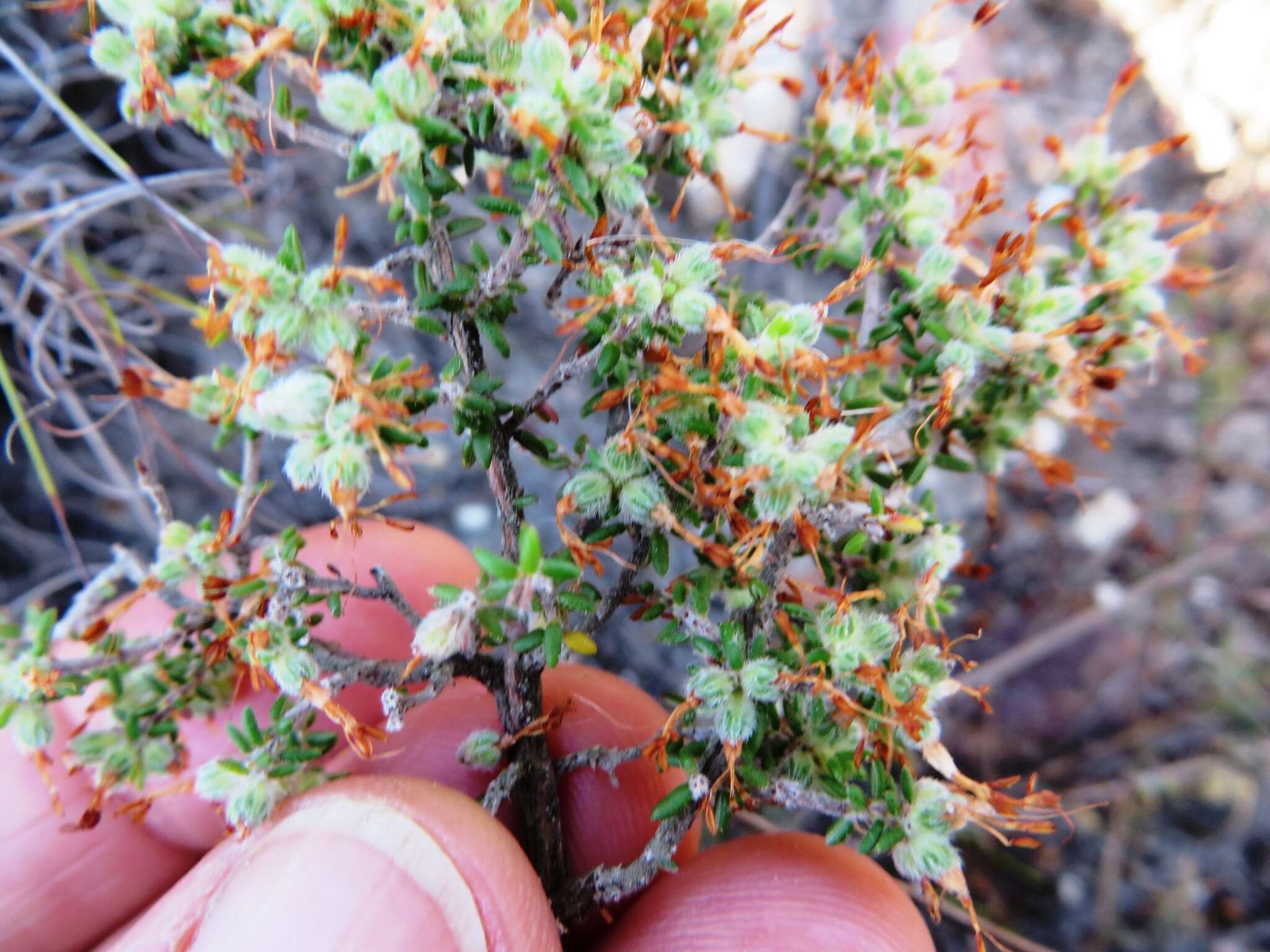 Imagem de Erica paucifolia subsp. squarrosa (Benth.) E. G. H. Oliver