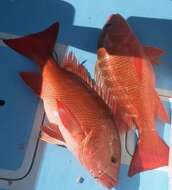 Image of Pacific red snapper