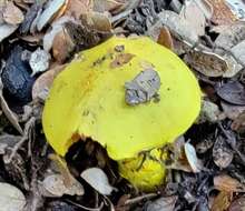 Image of Cortinarius canarius (E. Horak) Gasparini 2014