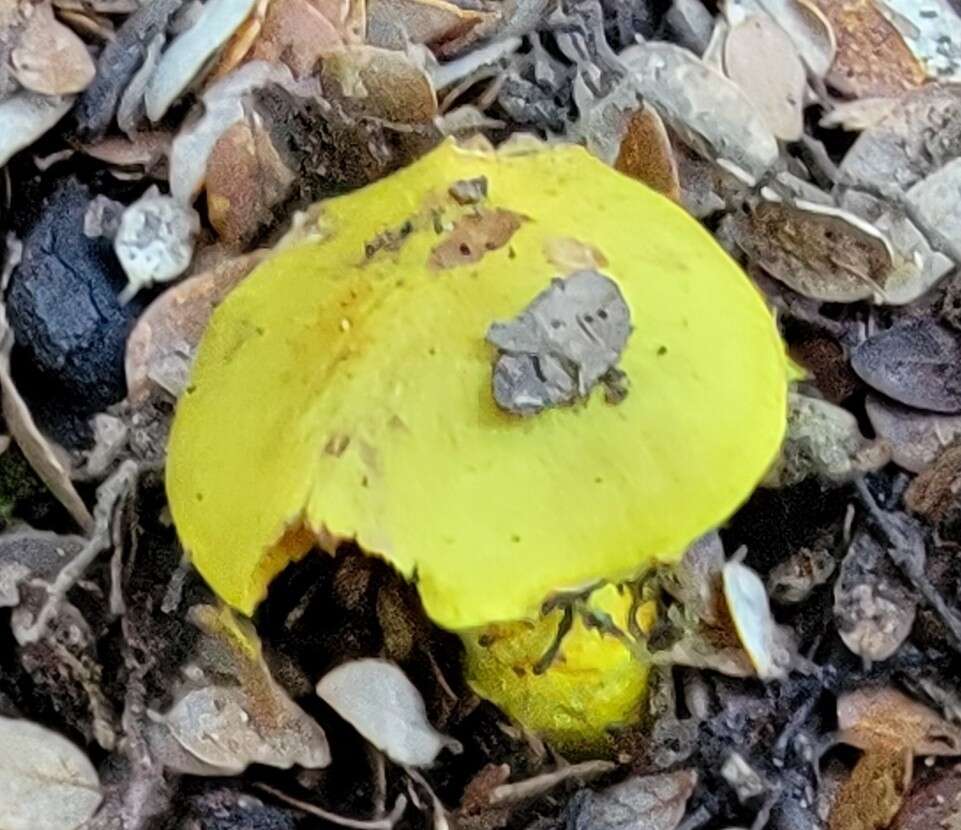 Image of Cortinarius canarius (E. Horak) Gasparini 2014