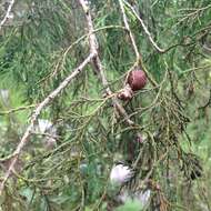 صورة Juniperus flaccida var. poblana Martínez