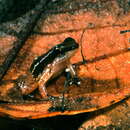 Image of Anomaloglossus baeobatrachus (Boistel & Massary 1999)