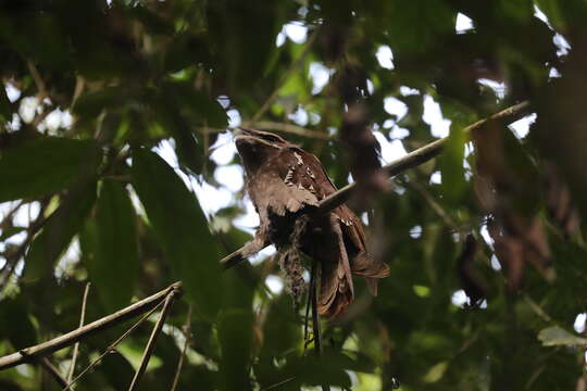 Image of Large Frogmouth