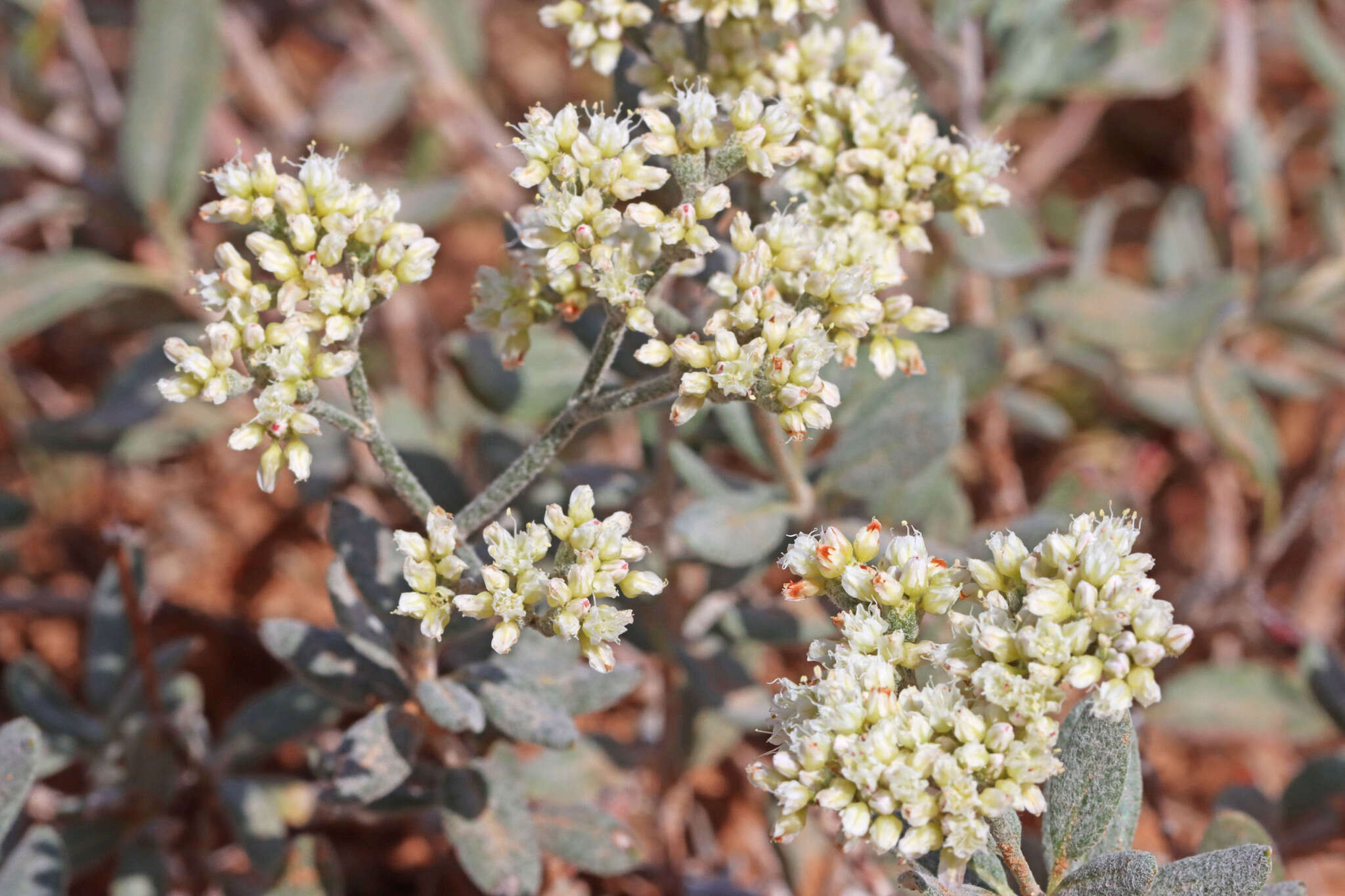 Eriogonum leptocladon var. ramosissimum (Eastwood) Reveal resmi