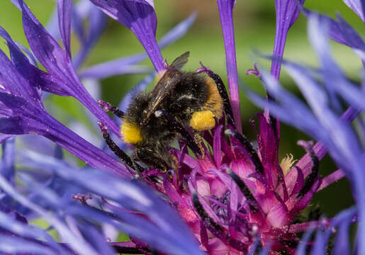 Image of Early bumblebee