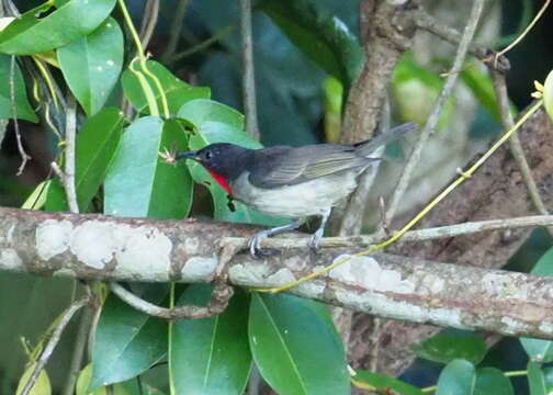 Image of Scarlet-bibbed Myzomela