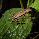 Anolis rubiginosus Bocourt 1873 resmi