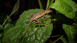 Sivun Anolis rubiginosus Bocourt 1873 kuva