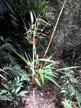 Image de Chusquea scandens Kunth