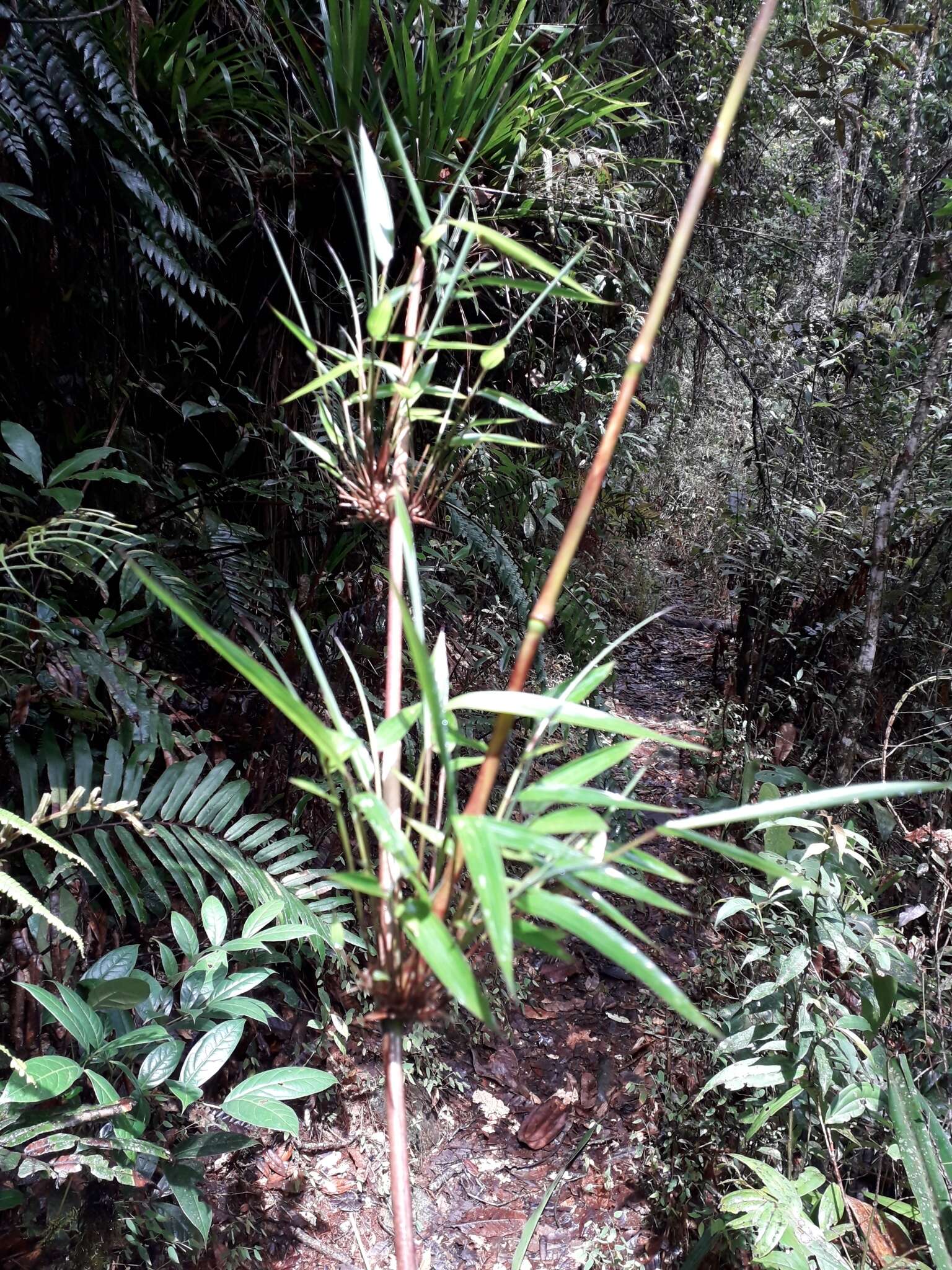 Image de Chusquea scandens Kunth