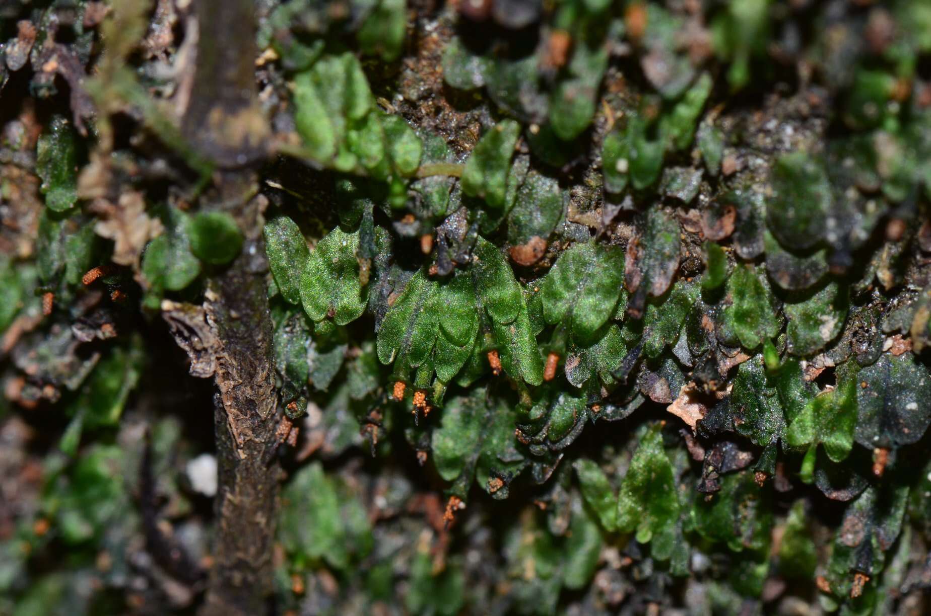 Image de Didymoglossum beccarianum (Ces.) Senterre & Rouhan