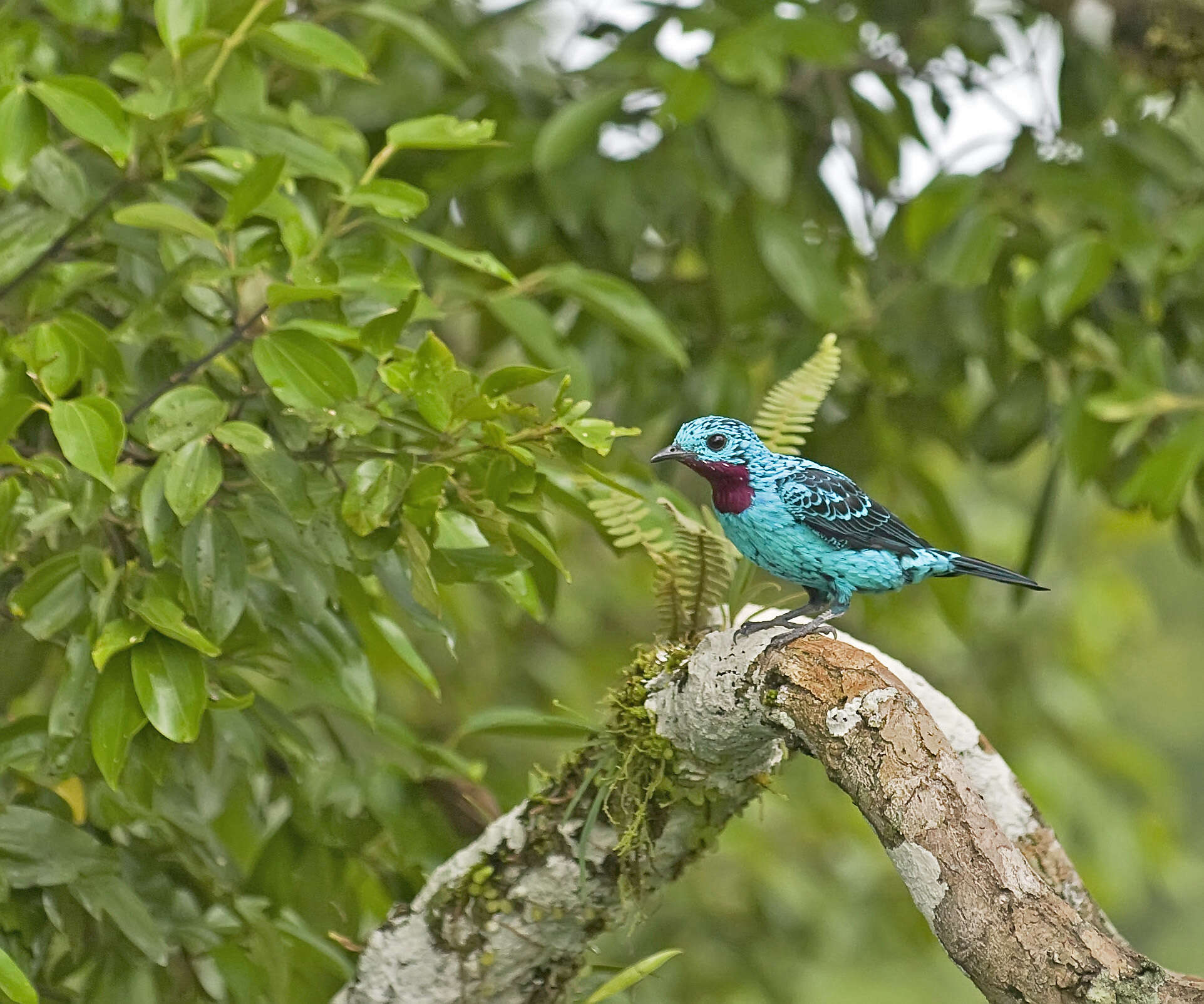 Слика од Cotinga cayana (Linnaeus 1766)