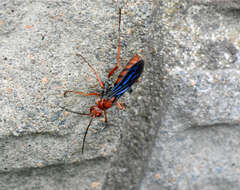 Image of Tachypompilus ferrugineus