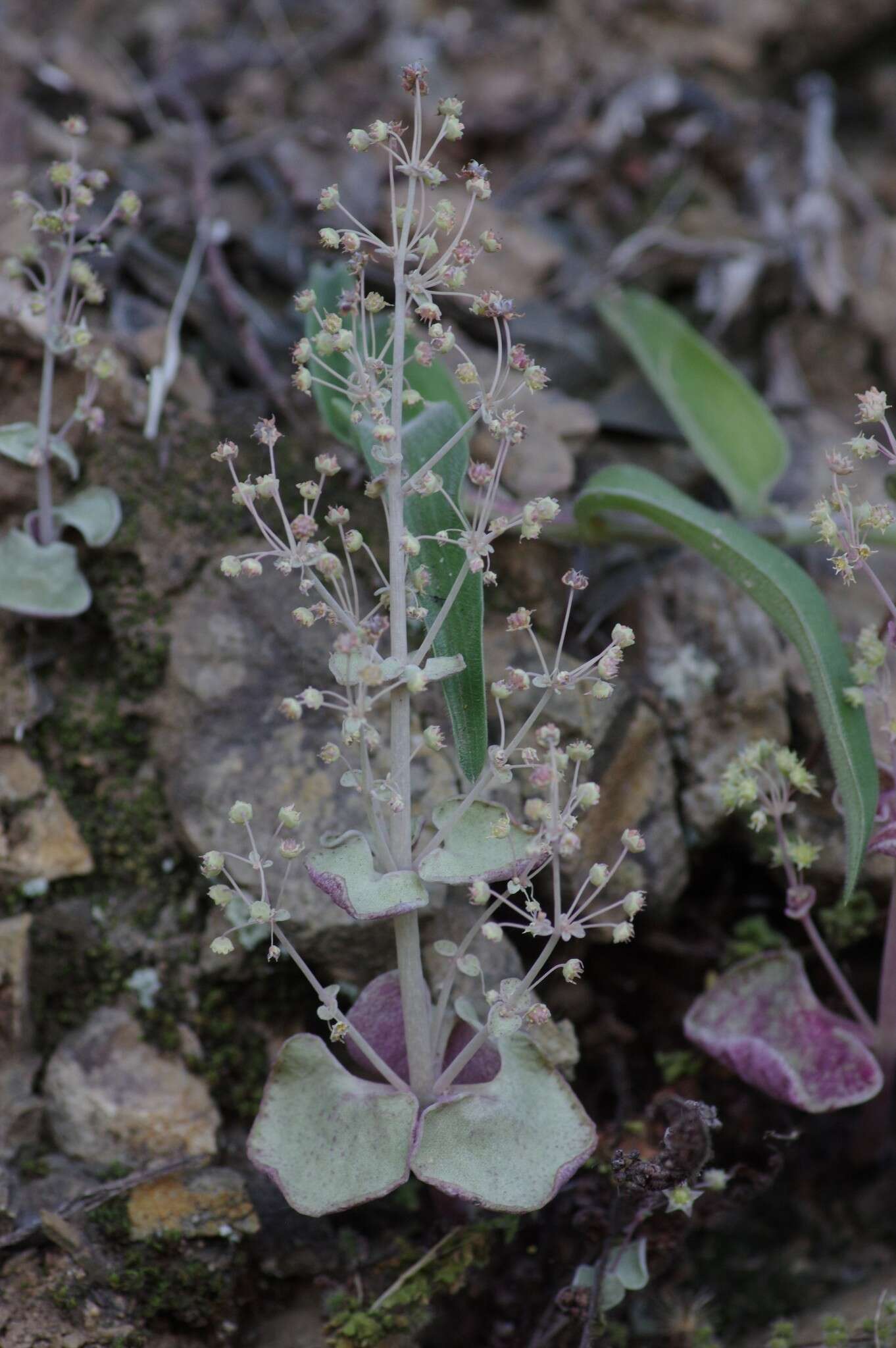 Image of Crassula cordata Thunb.