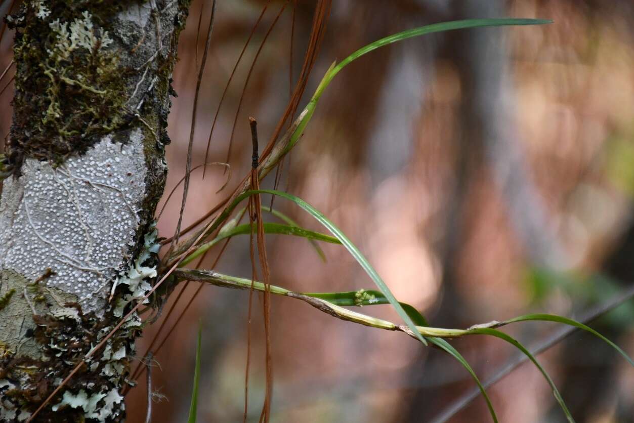 Слика од Scaphyglottis fasciculata Hook.