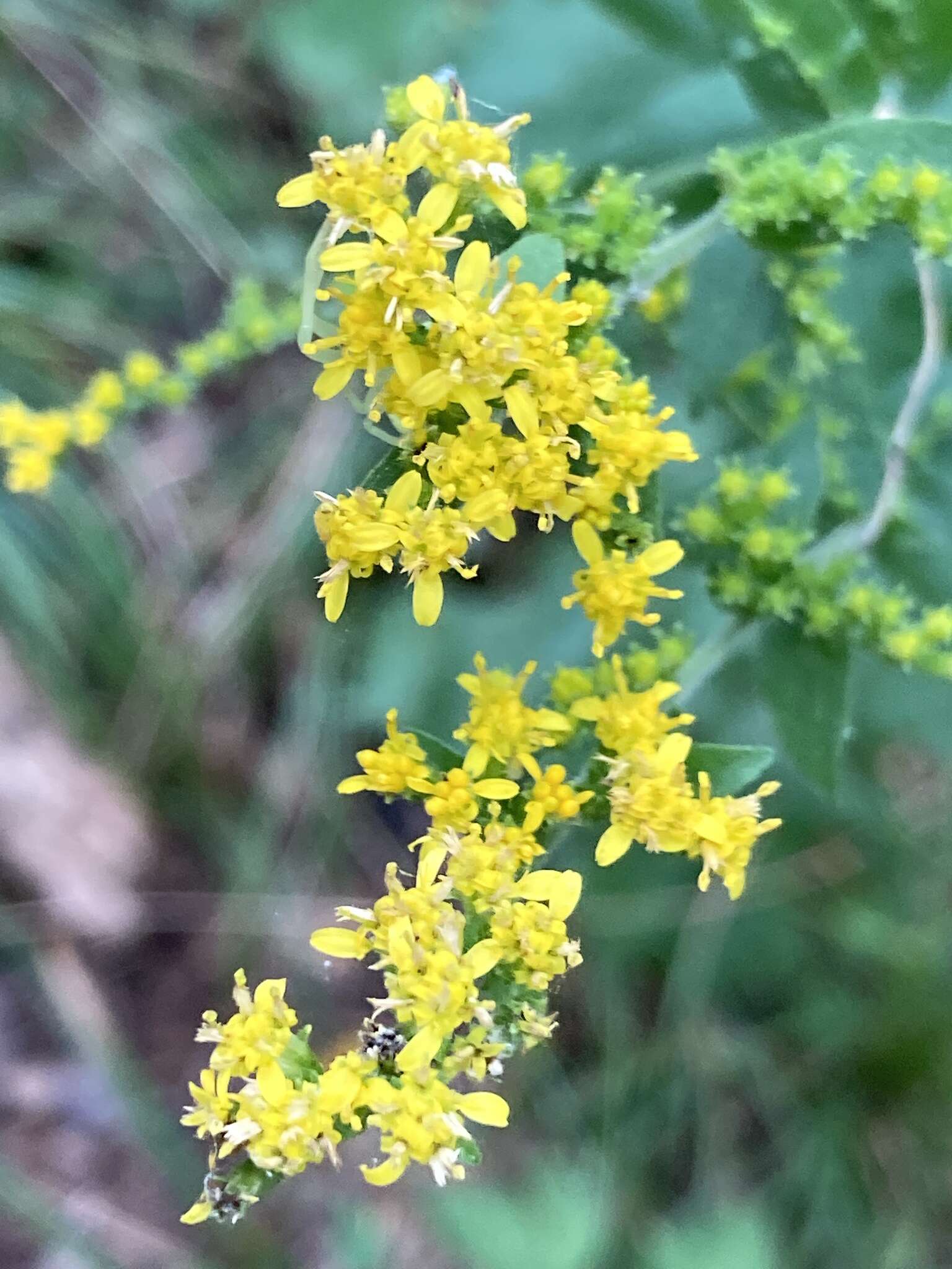 Image of eared goldenrod