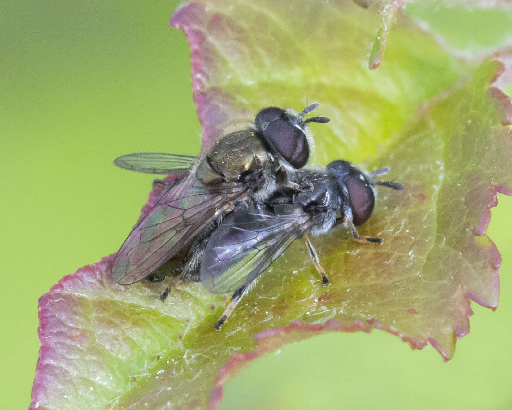 Image of Trichopsomyia recedens (Walker 1852)