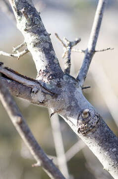 Image of Fraxinus angustifolia subsp. angustifolia