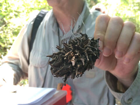 Imagem de Xylaria magnoliae J. D. Rogers 1979