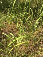 Image of Short-Beard Plume Grass