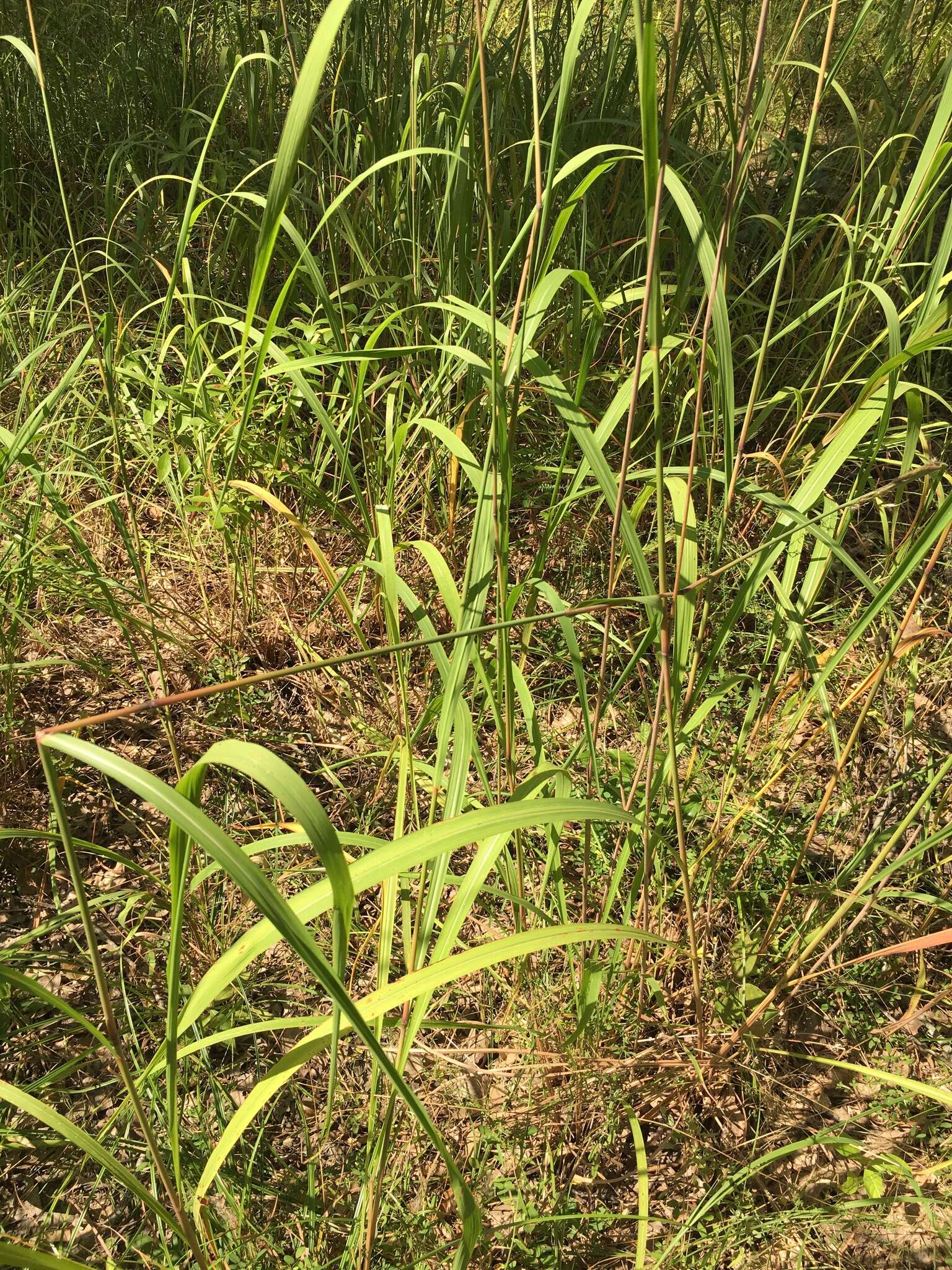 Image of Short-Beard Plume Grass