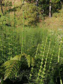 Image of Mexican Giant Horsetail