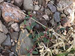 Слика од Euphorbia chaetocalyx (Boiss.) Tidestr.