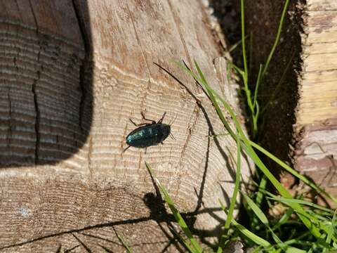 Imagem de Buprestis rustica Linnaeus 1758