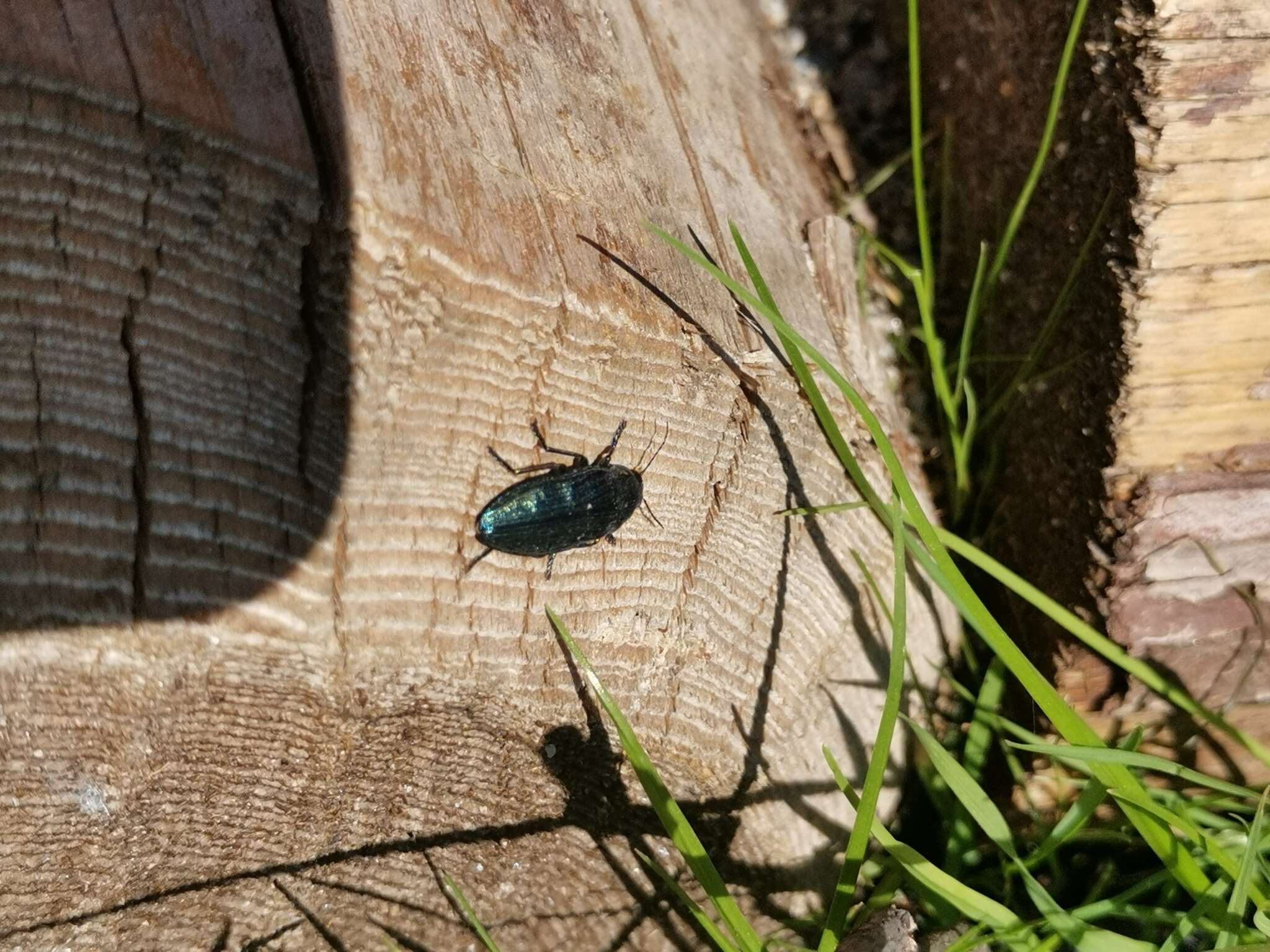 Imagem de Buprestis rustica Linnaeus 1758