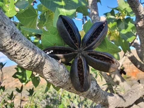 Imagem de Brachychiton obtusilobus G. P. Guymer