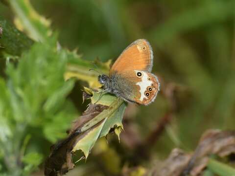 Coenonympha arcania Linnaeus 1761 resmi