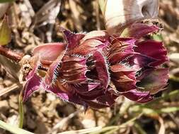 Prunella hyssopifolia L.的圖片