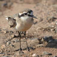 Image of Kittlitz's Plover