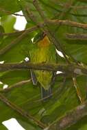 Image de Cotinga à poitrine d'or