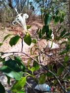 Plancia ëd Humbertioturraea malifolia (Baker) M. Cheek