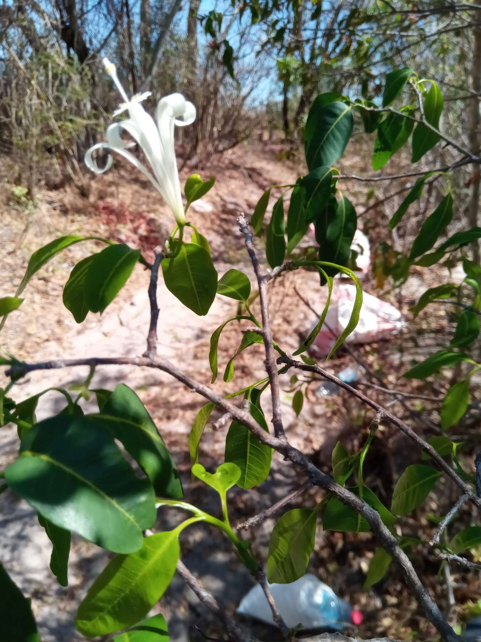 Image of Humbertioturraea malifolia (Baker) M. Cheek