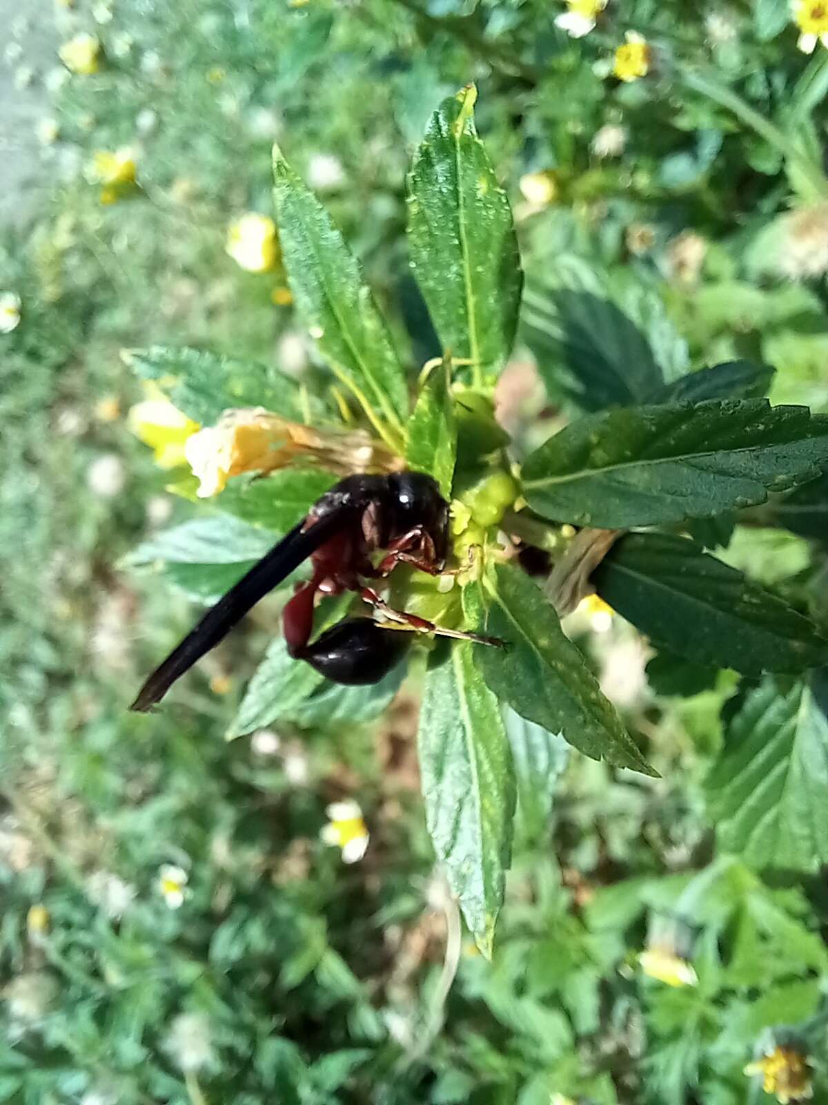 Zethus mexicanus (Linnaeus 1767)的圖片