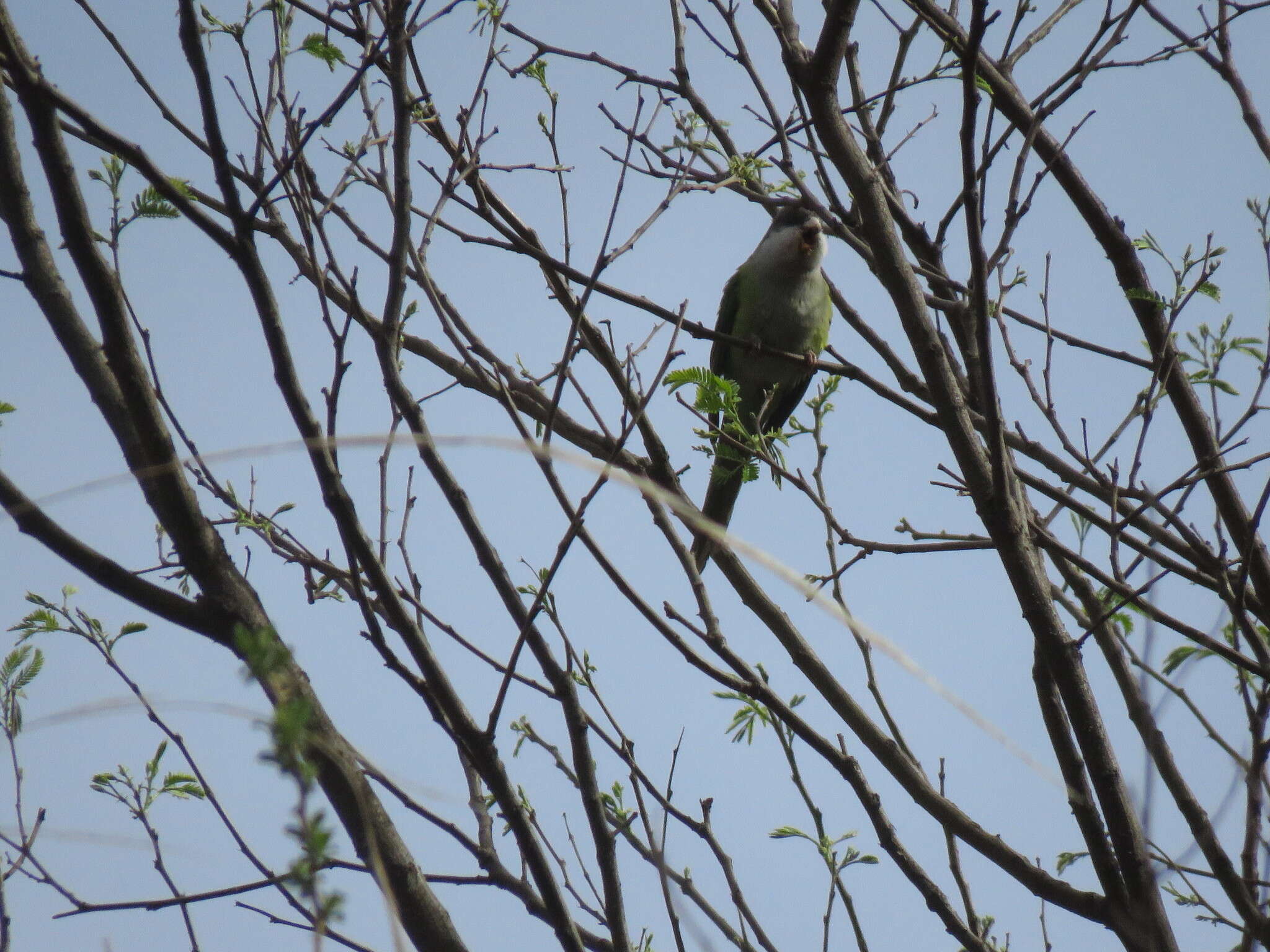 Image of Gray-hooded Parakeet